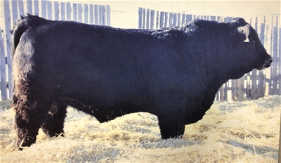 Current herd sire - SLL Hagan 431H